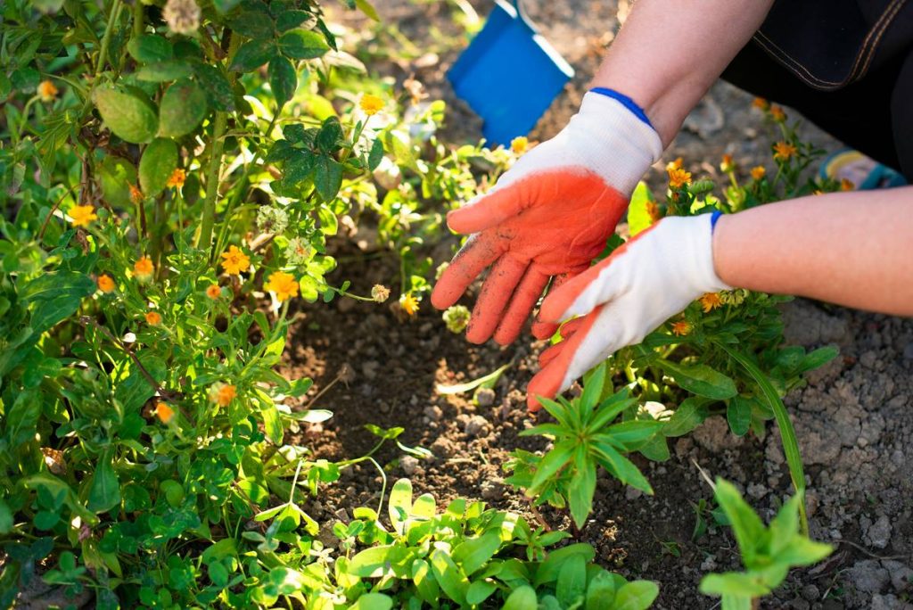 All Purpose Granular Fertilizer: 7 Proven Tips to Avoid Costly Mistakes
