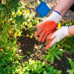 All Purpose Granular Fertilizer: 7 Proven Tips to Avoid Costly Mistakes