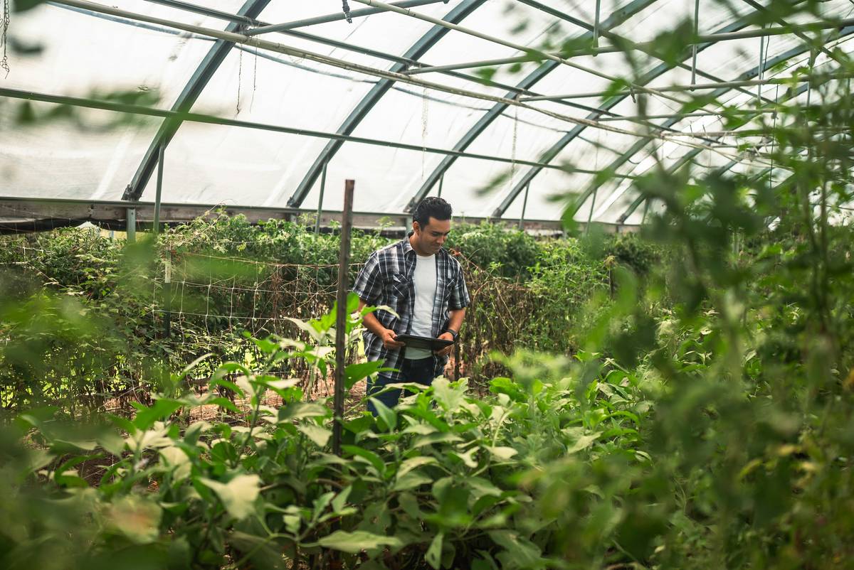 Hand scattering organic granular fertilizer vegetable garden around tomato seedlings in raised bed