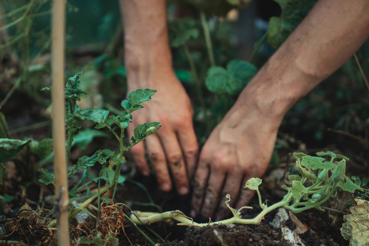 Bustac 4 Granular Soil Conditioner: 7 Proven Tips to Avoid Costly Mistakes