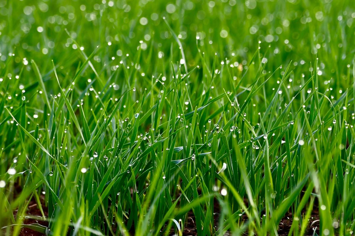 Hand spreading granular fertilizer for lawn evenly across green grass