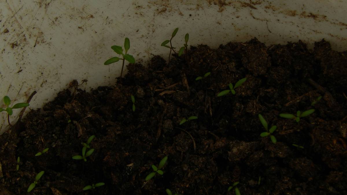 Hand applying granular soil conditioner to garden bed with trowel