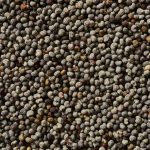Gardening Supply Granular Fertilizer How To: 7 Proven Tips to Avoid Costly Mistakes