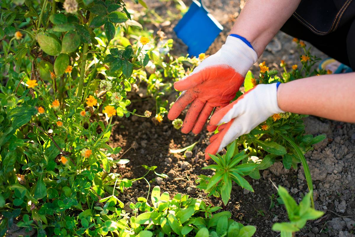 Organic Granular Fertilizer Vegetable Garden: 7 Proven Tips to Avoid Costly Mistakes