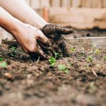 Organic Granular Lawn Fertilizer: 7 Proven Tips to Avoid Costly Mistakes