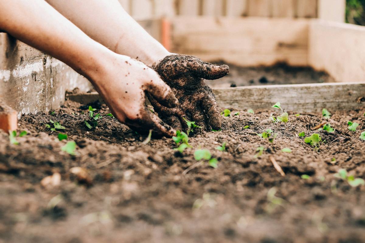 Organic Granular Lawn Fertilizer: 7 Proven Tips to Avoid Costly Mistakes